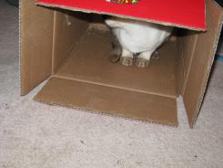 more kittens